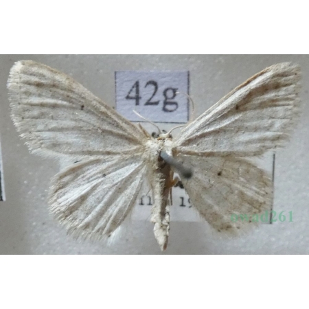 Idaea subsericeata (Haworth, 1809) Slovakia42g